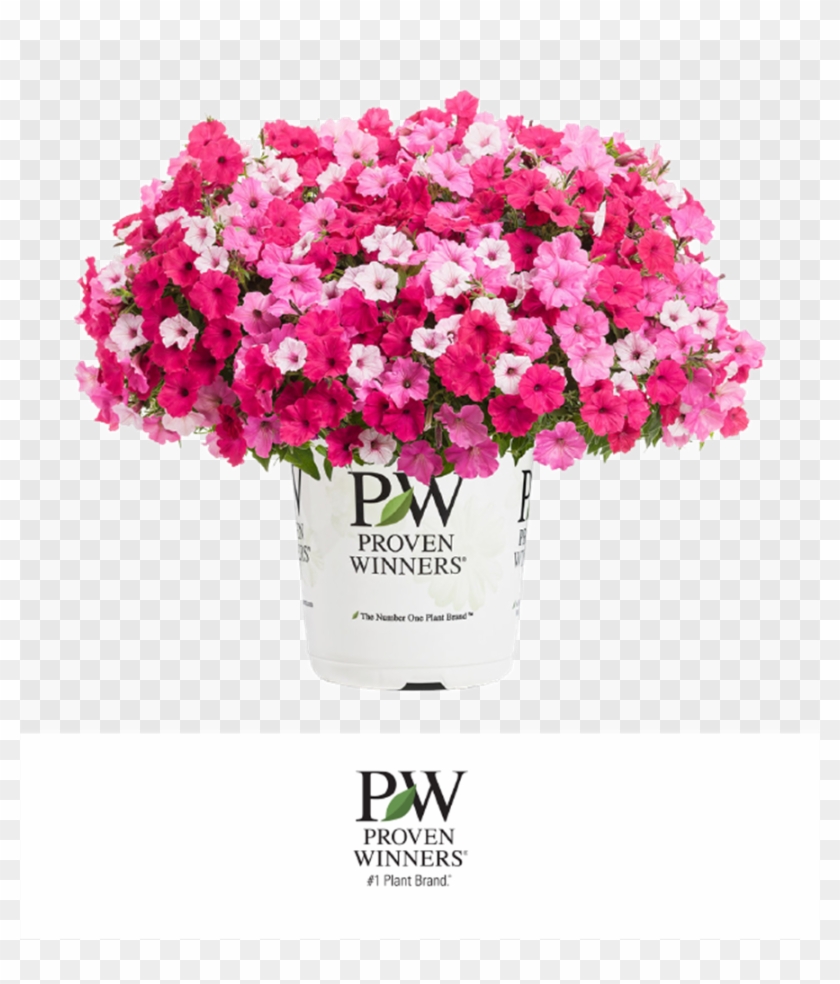 Petunia Bubblegum Series - Proven Winners Clipart