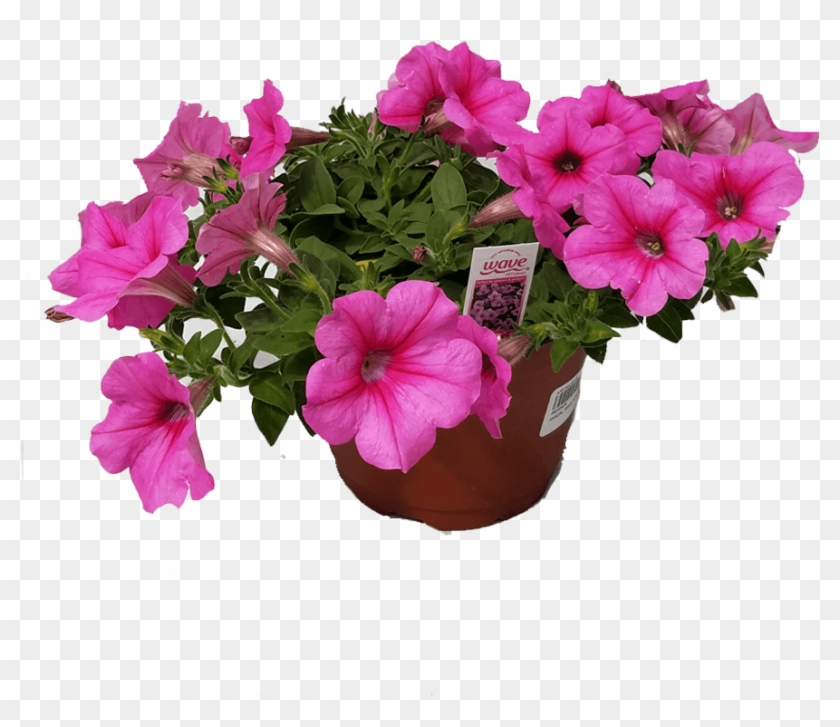 6in Wave Petunia I - Petunia Clipart