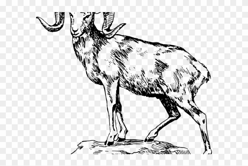 Bighorn Sheep Clipart Ram Skull - Drawings Of A Bighorn Sheep - Png Download #5501953