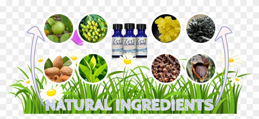 Zetaclear Ingredients - Superfood Clipart