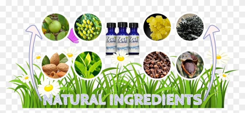 Zetaclear Ingredients - Superfood Clipart #5504149