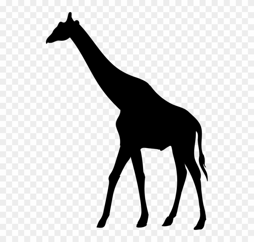 Giraffe Animal The Silhouette Safari Africa - Animal Silhouettes Giraffe Clipart #5504644