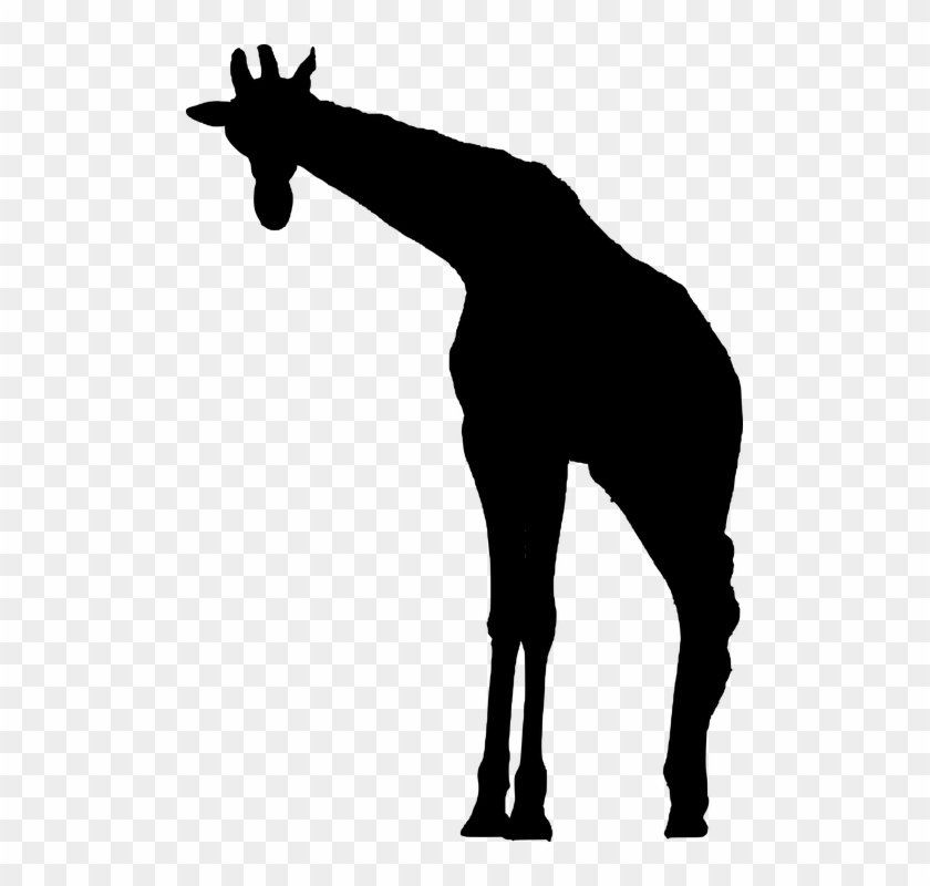 Giraffe Silhouette Animal African Wildlife - Giraffe African Animal Silhouette Clipart #5504764