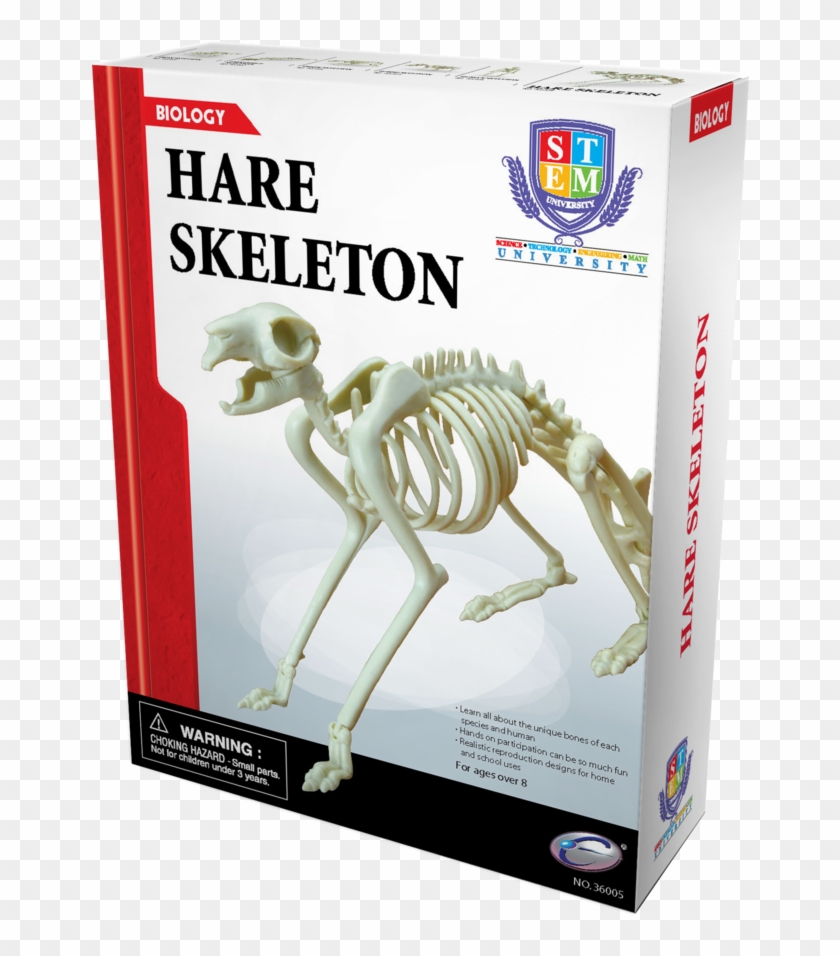 Skeleton Clipart #5506190