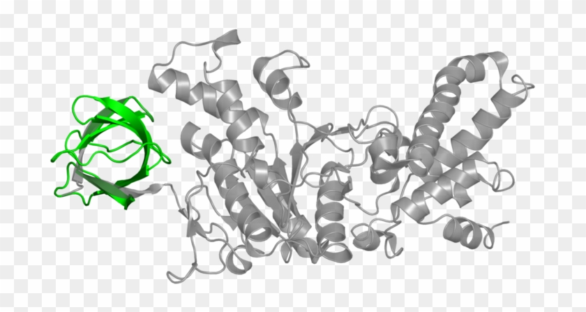 <div Class='caption-body'>2 Copies Of Pfam Domain - Illustration Clipart #5506484