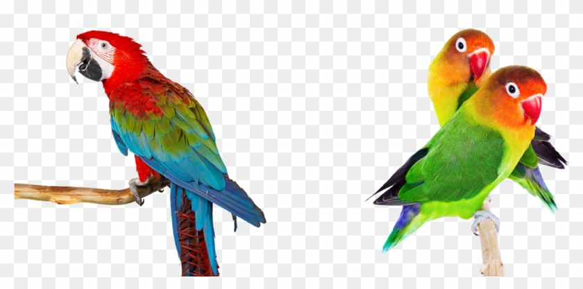 Tienda De Animales - Papa's Parrot Clipart
