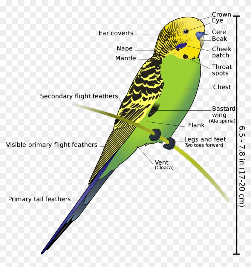 Anatomy And Physiology Of Aves Vertebrate Zoology Draw - Budgerigar Bird Clipart #5506714
