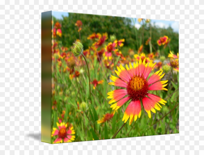 Indian Blanket Png - Indian Blanket Clipart