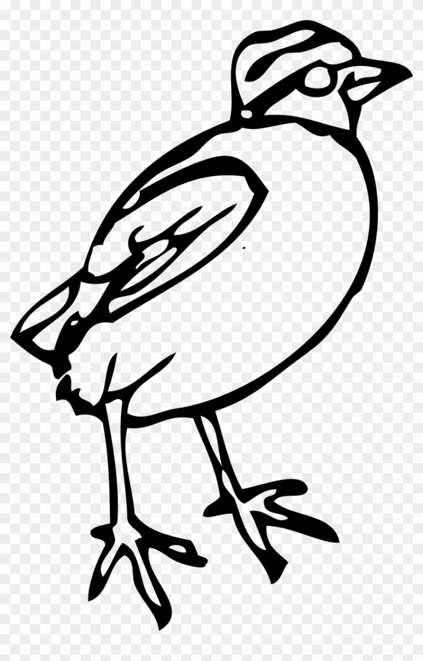 Bird Chick Peep Fowl Aves Png Image - Bird Clipart Transparent Png