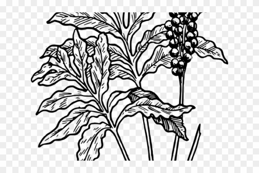 Desert Plant Png - Ferns Plants Clipart Black And White Transparent Png #5507126