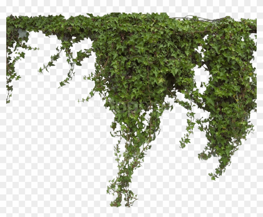 Download Plant Png Images Background - Plantas Png Clipart