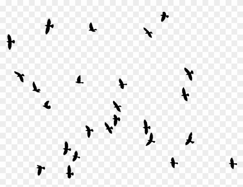 Aves Vector Png - Birds Photoshop Clipart