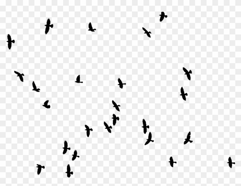 Aves Vector Png - Birds Photoshop Clipart #5507298