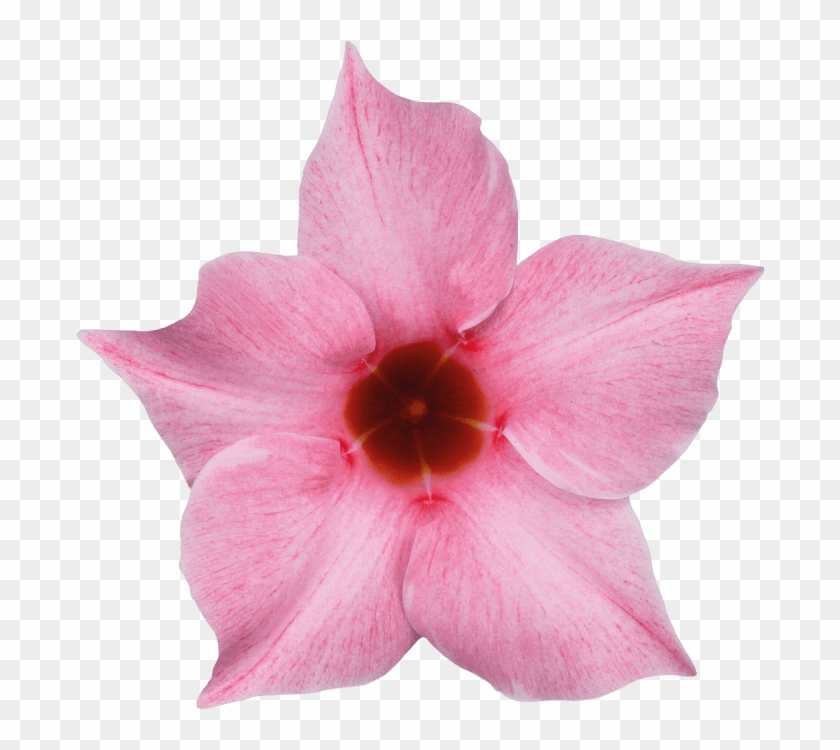 Sundaville Cream Pink - Mandevilla Png Clipart #5507374
