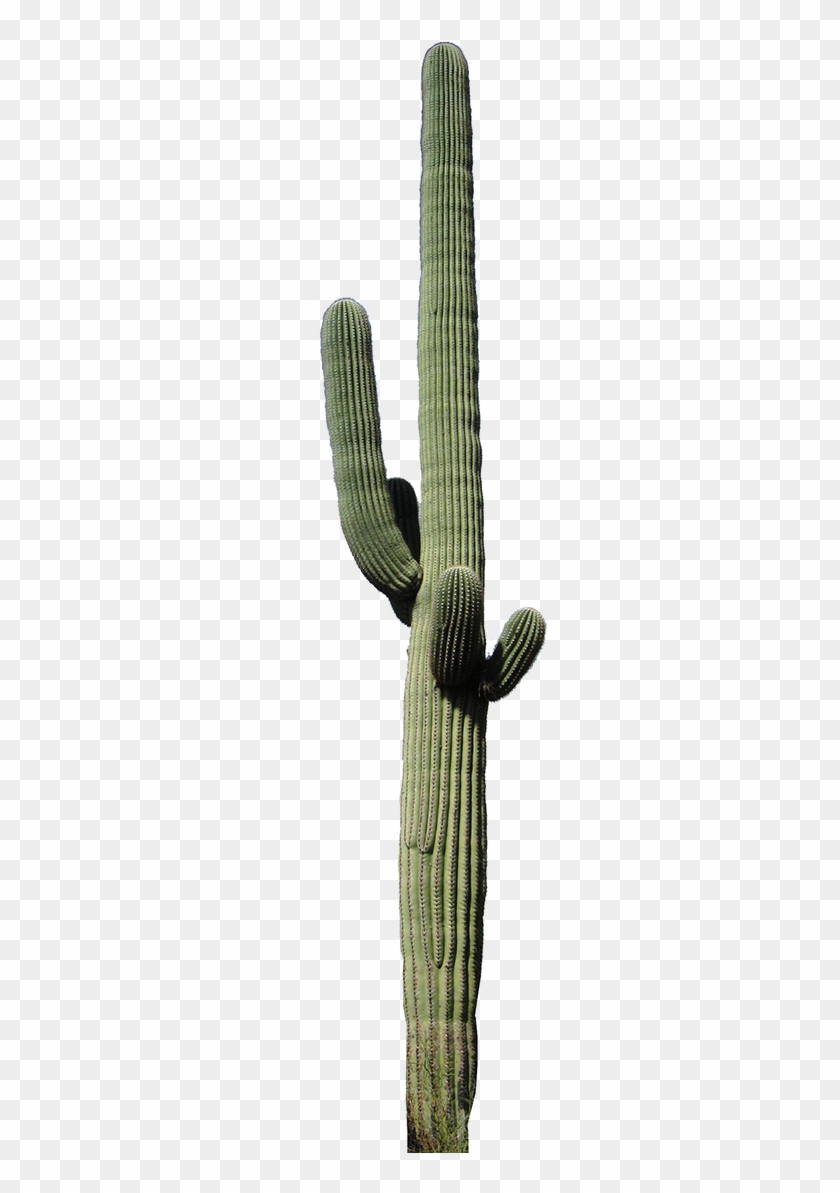 The Wildlife And Plants Desert Ironwood Olneya - Transparent Tall Cactus Clipart #5507576