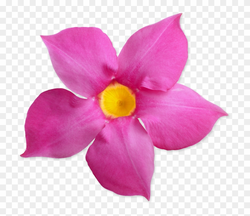 Sunparasol Suntory Sun Parasol - Desert Rose Clipart