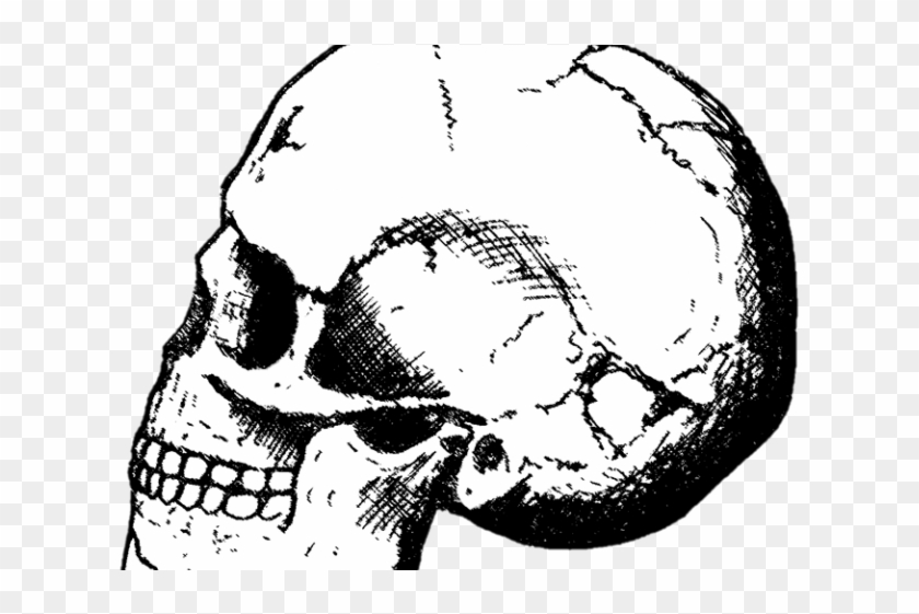 Black Mamba Clipart Skull - Draw Skull Clipart - Png Download #5508919