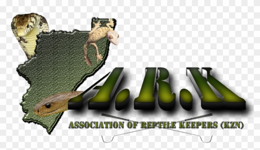 Agama Clipart #5509931