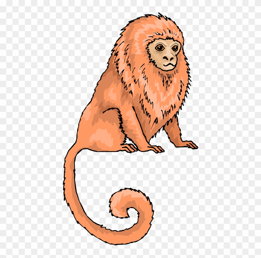 Monkeys Clipart Lion - Golden Lion Tamarin Clipart - Png Download