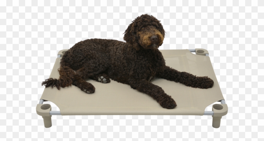 Our - Labradoodle Clipart