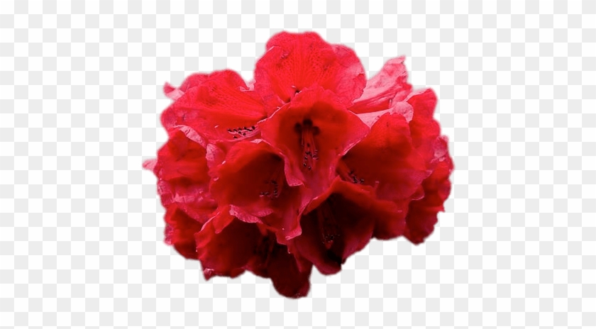 Red Rhododendron - Rhododendron Png Clipart #5518276