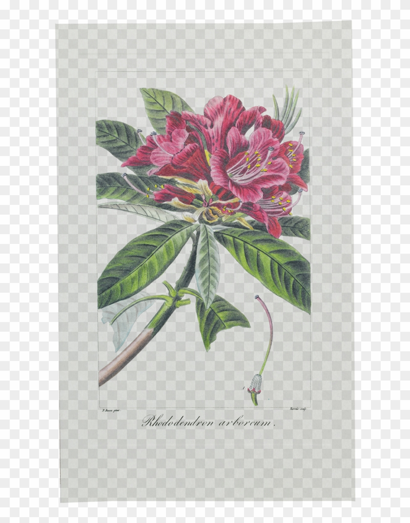 Picture Of Tree Rhododendron Herbier Général De L'amateur - Mountain Laurel Clipart #5518692