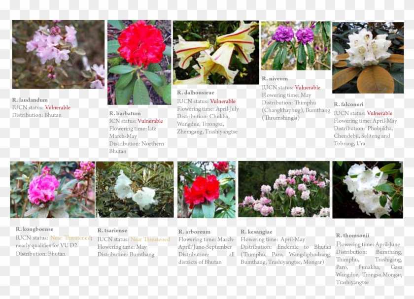 Gangri Bhutan Rhododendro Tour - Common Peony Clipart #5518851