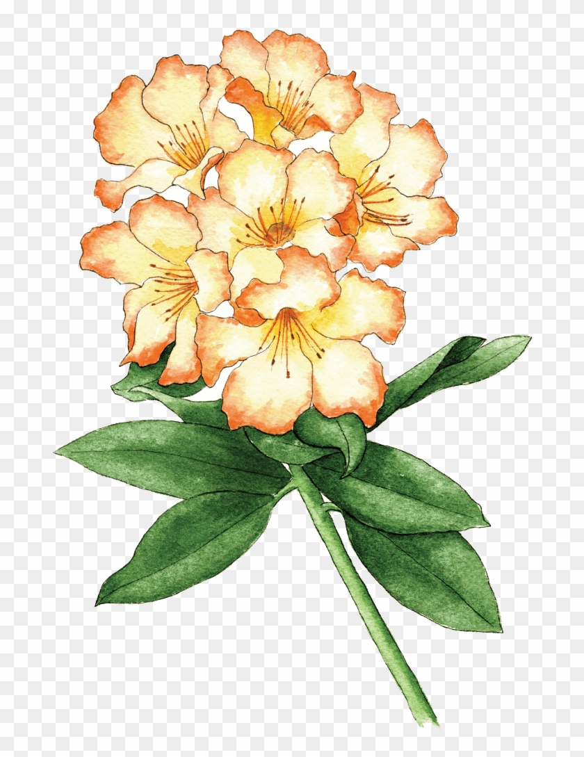 Rhodo Seaview Sunset - Evergreen Rose Clipart