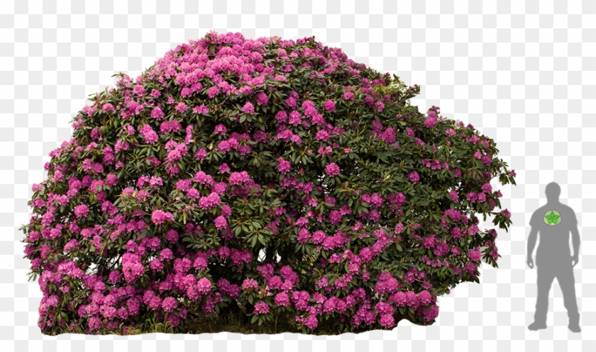 Rhododendron 'furnivals Daughter' - Rosa Glauca Clipart #5519065