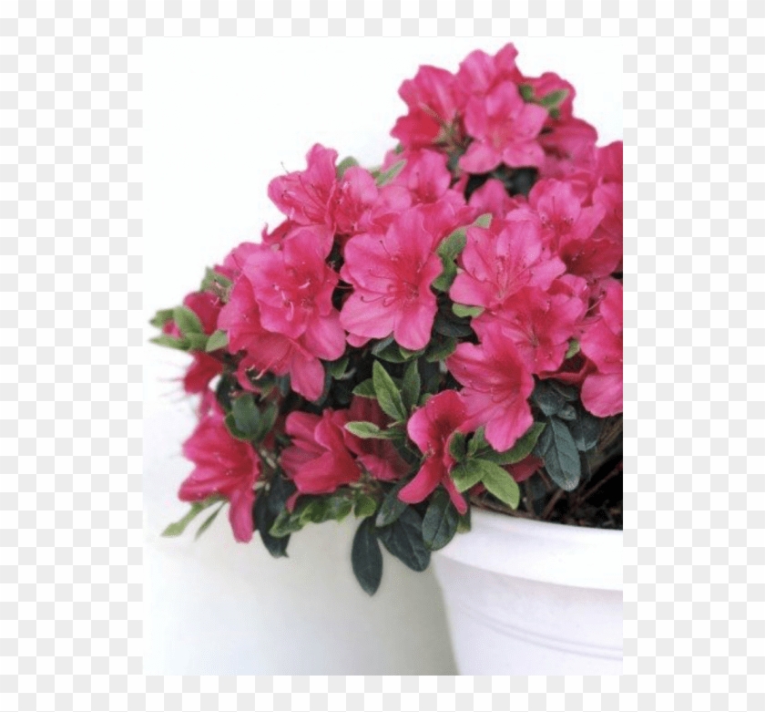 Gardening Know How - Azalea Pot Plant Clipart #5519240