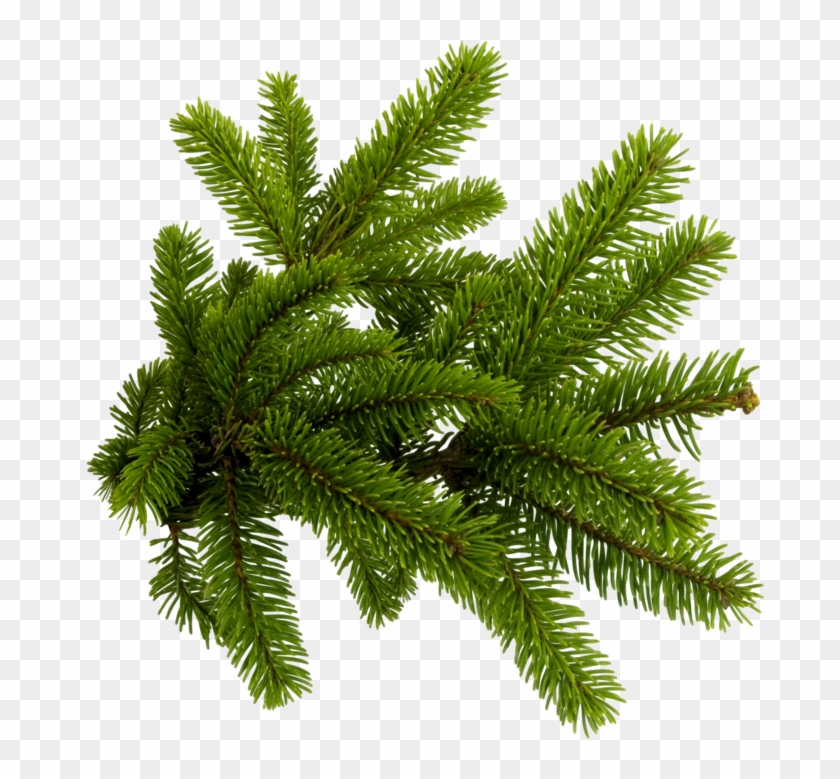 Pine Needles Png , Png Download - Pine Needles Png Clipart #5519404