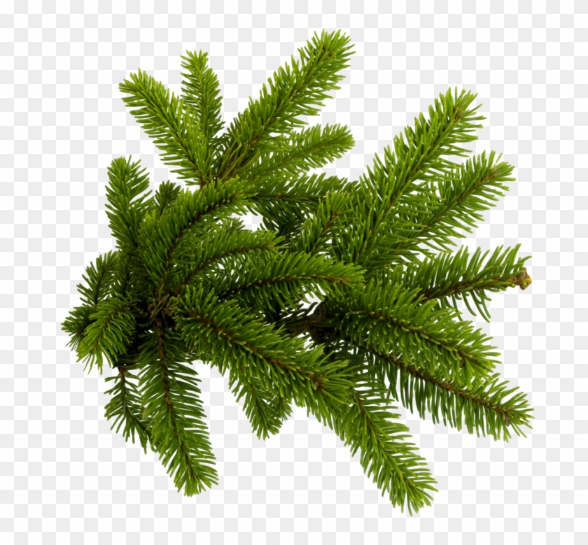 Pine Needles Png , Png Download - Pine Needles Png Clipart