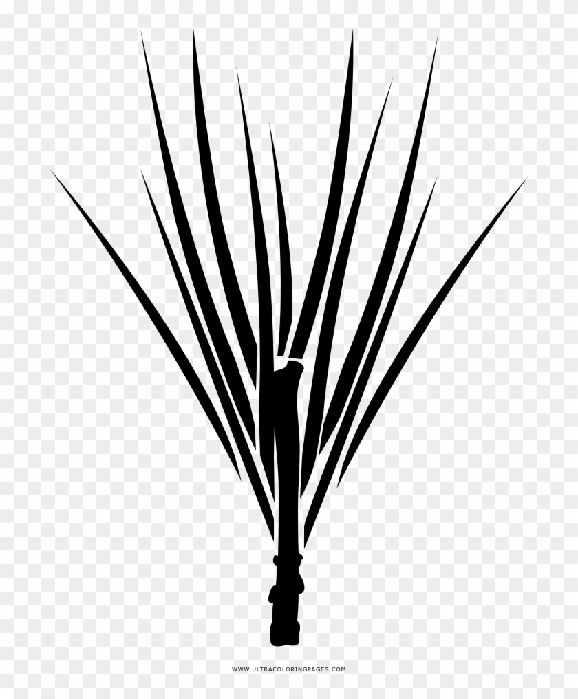Pine Needles Coloring Page - Illustration Clipart