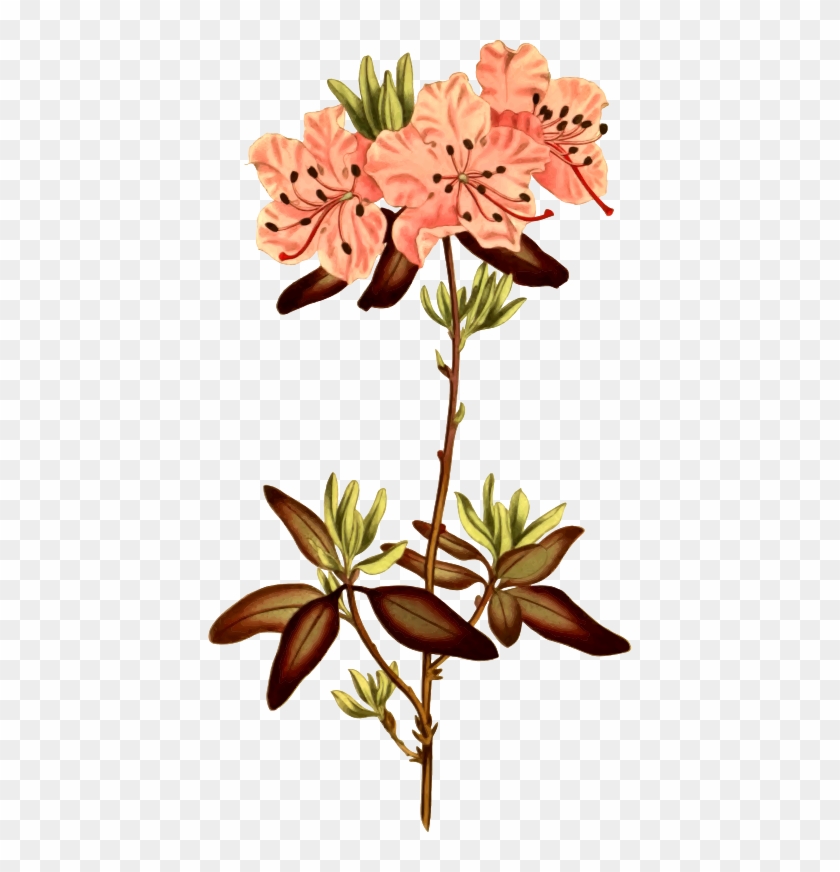 Clipart Dotted Leaved Medium Image Png - Flower Botanical Illustration Png Transparent Png