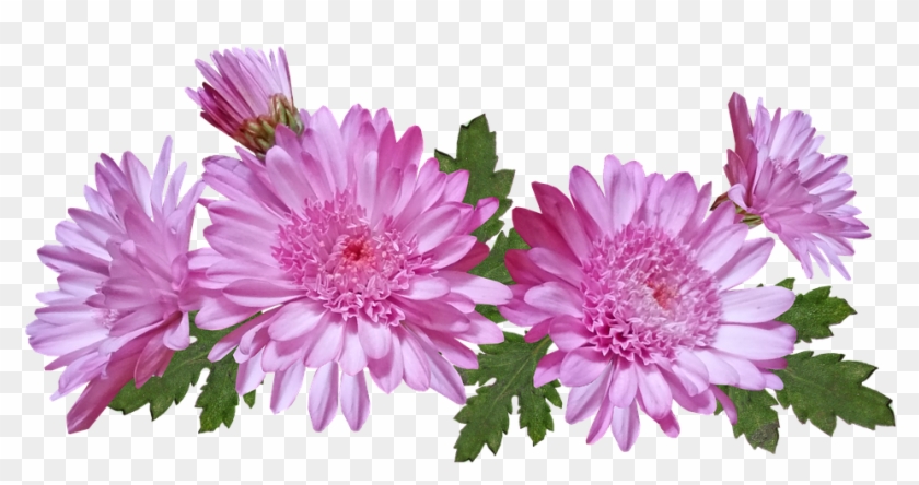Chrysanthemum, Flowers, Pink, Nature, Garden Plant - Barberton Daisy Clipart #5520026