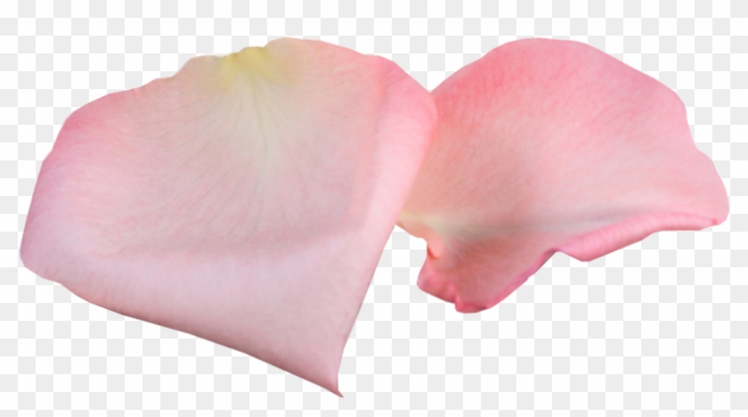 Guessing On The Cards "black Rose" - Лепестки Розы Пнг Clipart