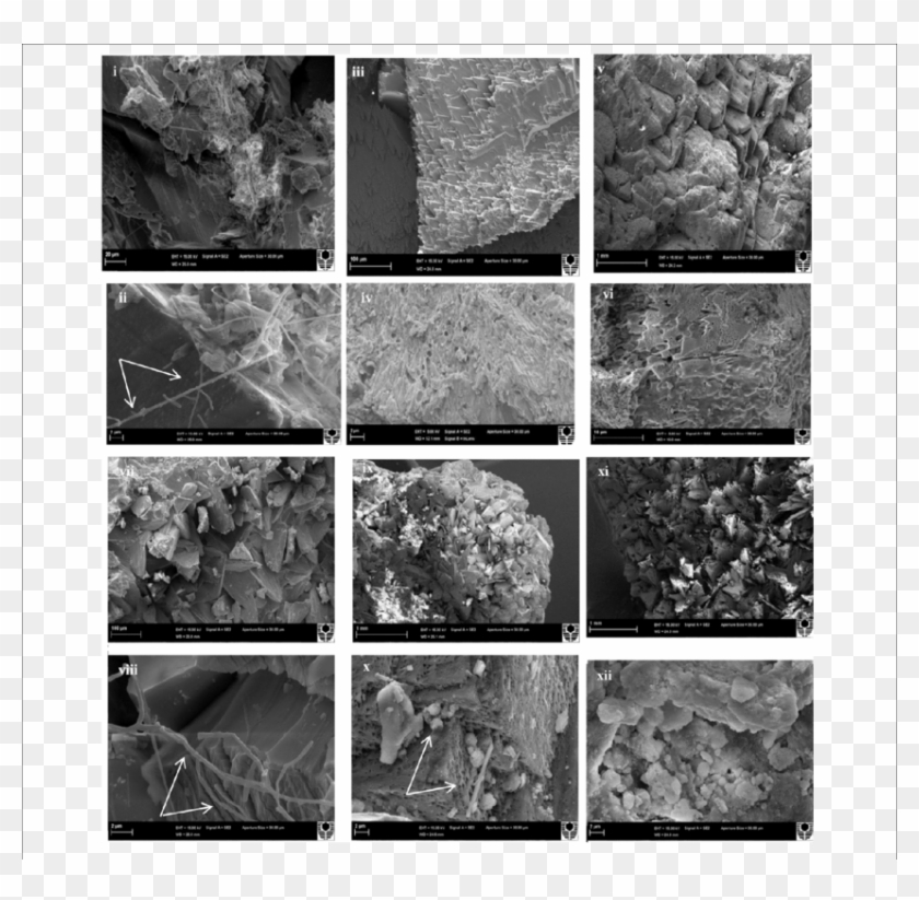 Scanning Electron Micrographs Of - Monochrome Clipart #5521450