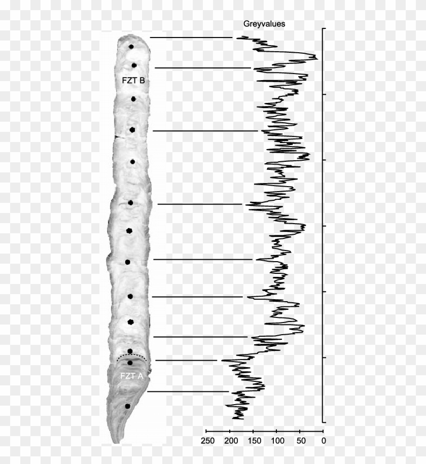 Photography Of The Polished Length Section Of Stalagmite - Monochrome Clipart #5521726