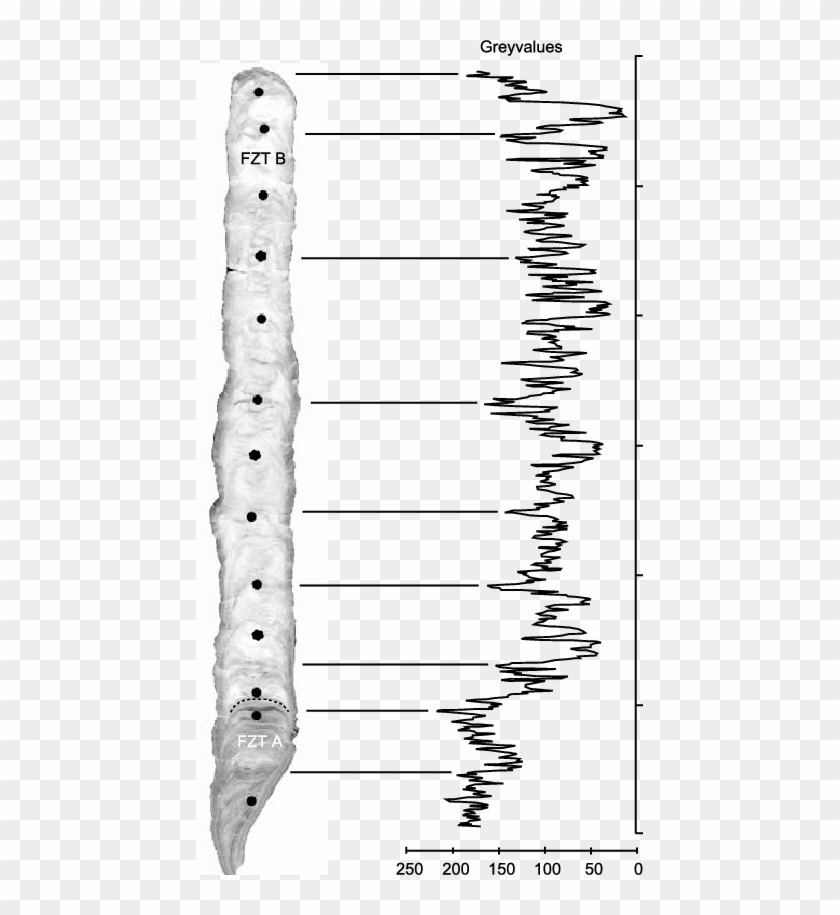 Photography Of The Polished Length Section Of Stalagmite - Monochrome Clipart