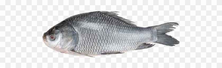 Catla Fish (net - Katla Fish Clipart