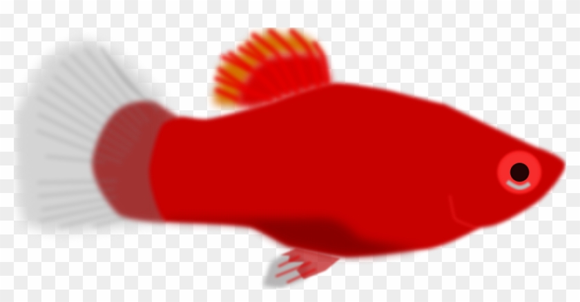 Xiphophorus Maculatus Png - Red Fish Clip Art Transparent Png #5522862