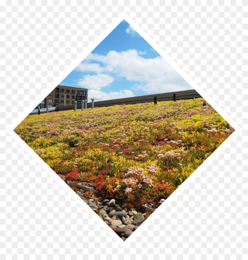 3 Different Vegetation Layers For The Asthetics To - Sedumtag Clipart