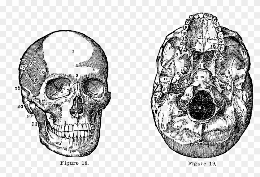 These Are Two Illustrations Of Views Of The Human Skull - Medical Vintage Illustrations Png Clipart #5523633