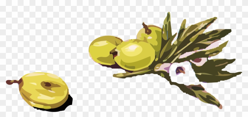 Olive Branch Drawing Download - Olives Clipart - Png Download #5525616