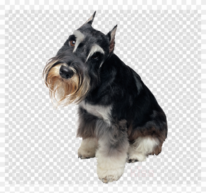 Download Schnauzer Png Clipart Miniature Schnauzer - Easter Eggs Png Transparent