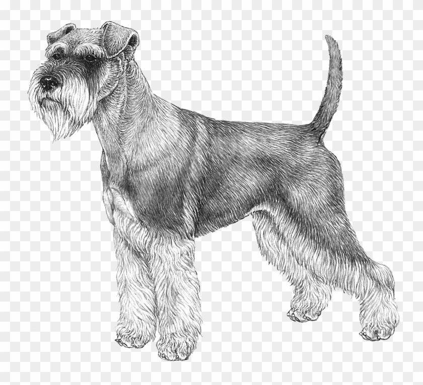 Schnauzer, Miniature - Norwegian Elkhound Outline Clipart #5525882