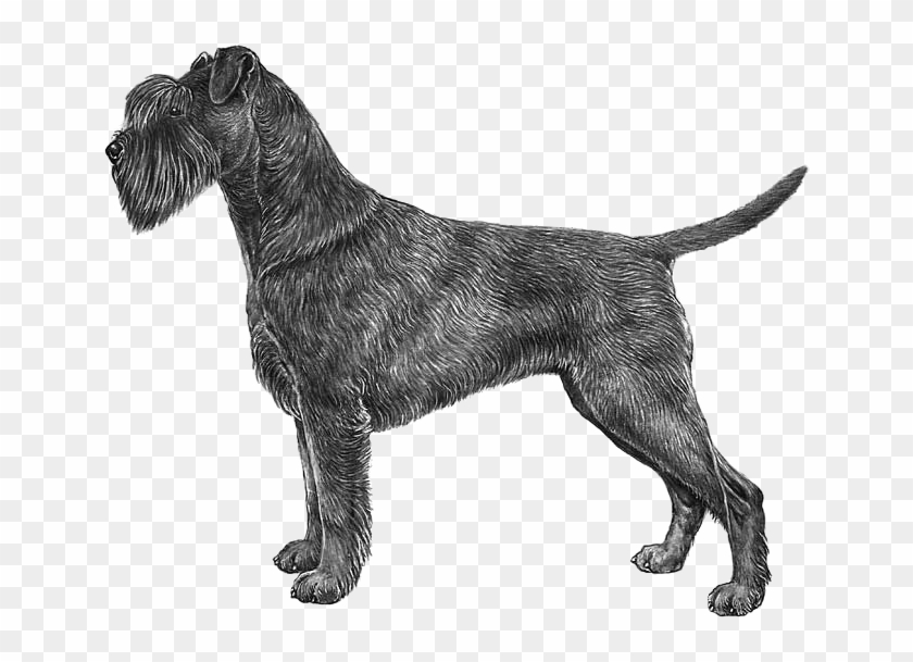 Schnauzer, Standard - Giant Schnauzer Boxer Clipart
