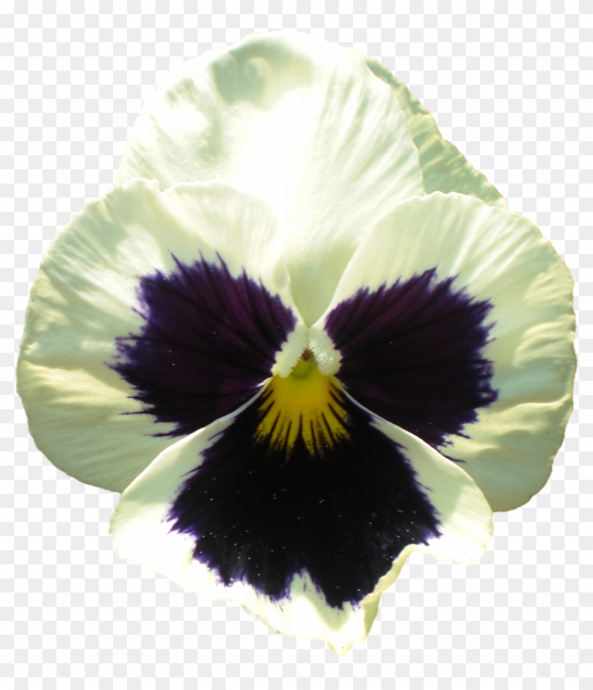 Pansy Flower 1 - Pansy Clipart #5526005