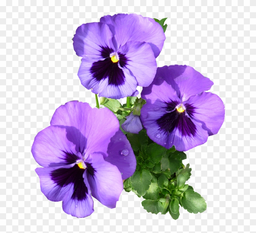 Pansies Purple Blooming - Pansy Clipart #5526027