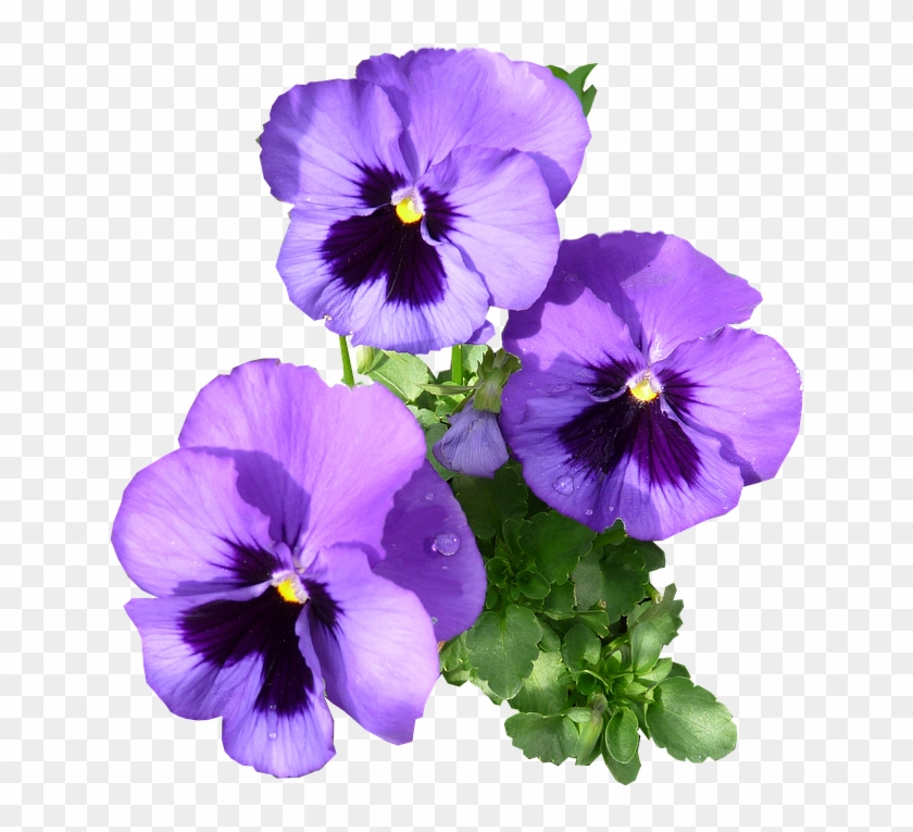 Pansies Purple Blooming - Pansy Clipart